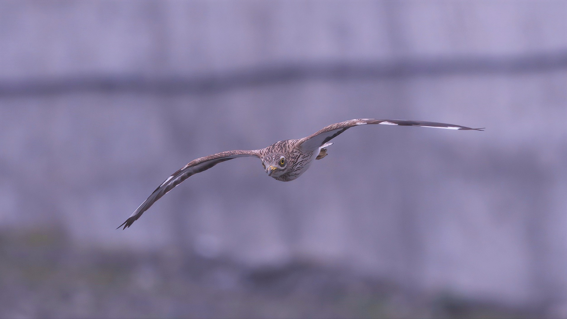 Eurasian Thick-knee
